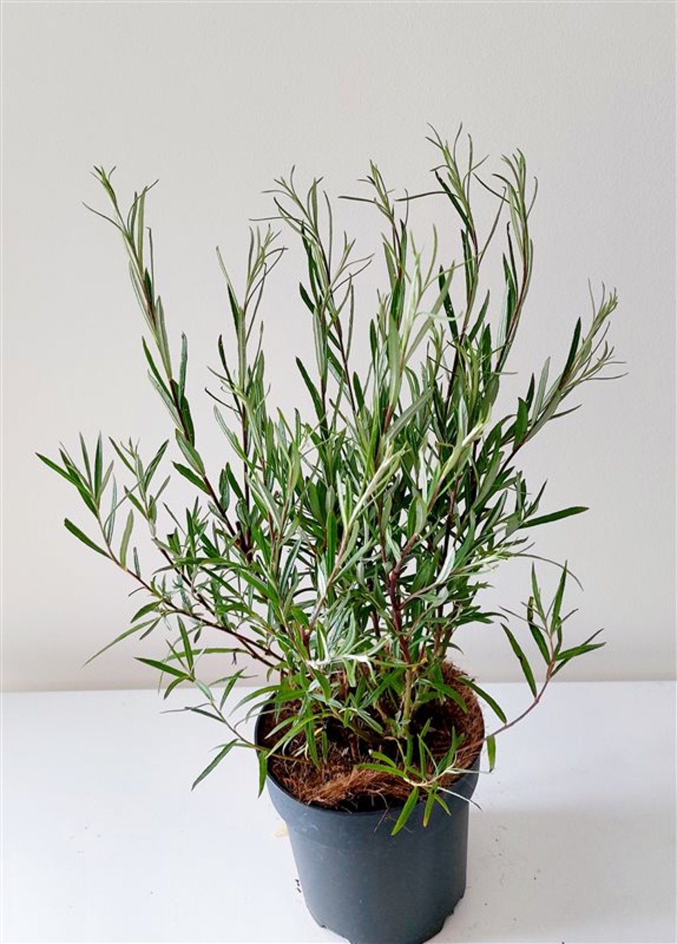 Salix rosmarinifolia - C2 50-60 CM